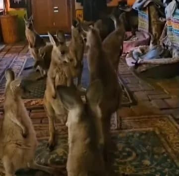 Австралійка прихистила 20 кенгуру у вітальні під час лісових пожеж