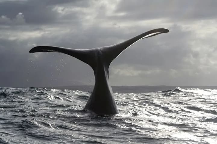 Restoration of whale populations will allow them to live up to 200 years - study