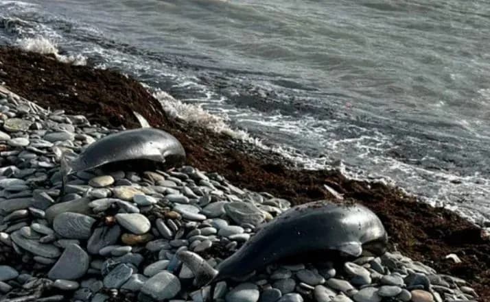 Number of dolphins killed after fuel oil spill in Kerch Strait almost doubles