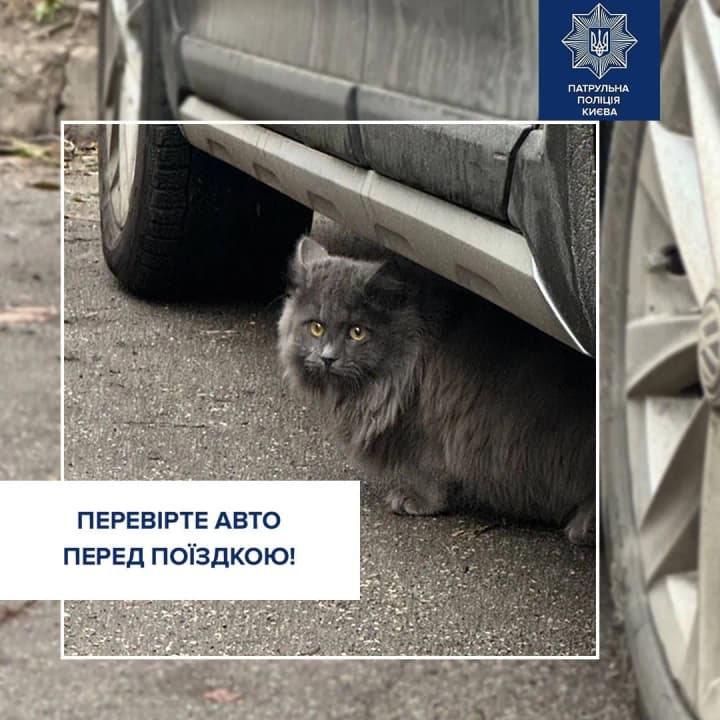 Patrol police warns: who can hide in your car in winter