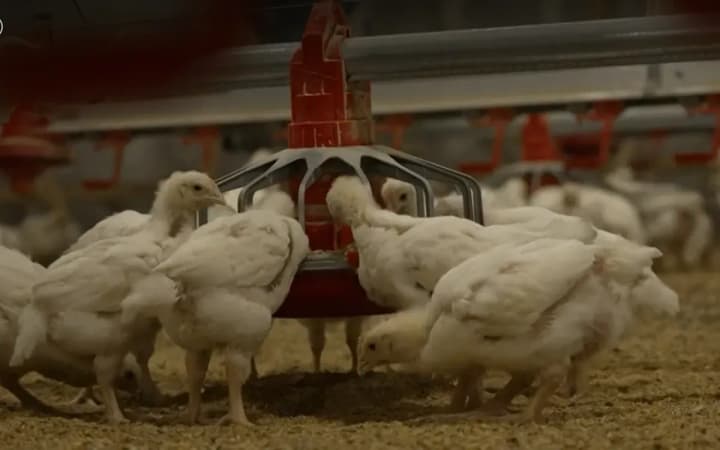 В Естонії заборонять утримання курей в клітках