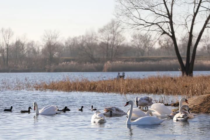 Лебеді-шипуни повернулися на водойми Хмельниччини