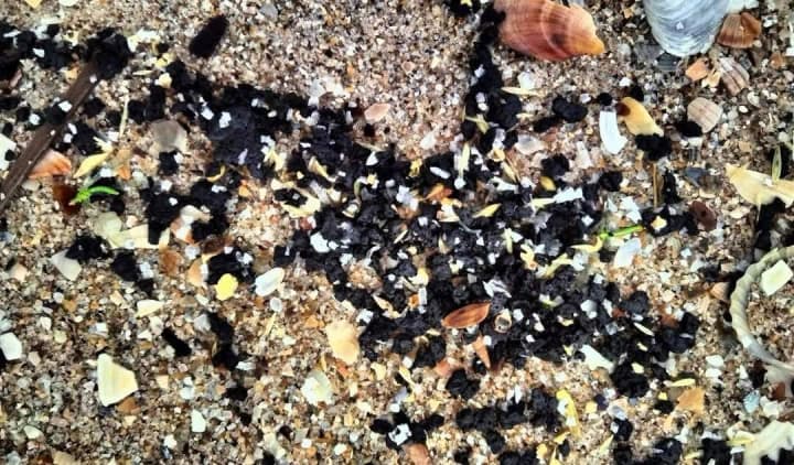 На узбережжі Одещини зібрали мазут вагою до 4 кг, який викинуло після аварії російських танкерів