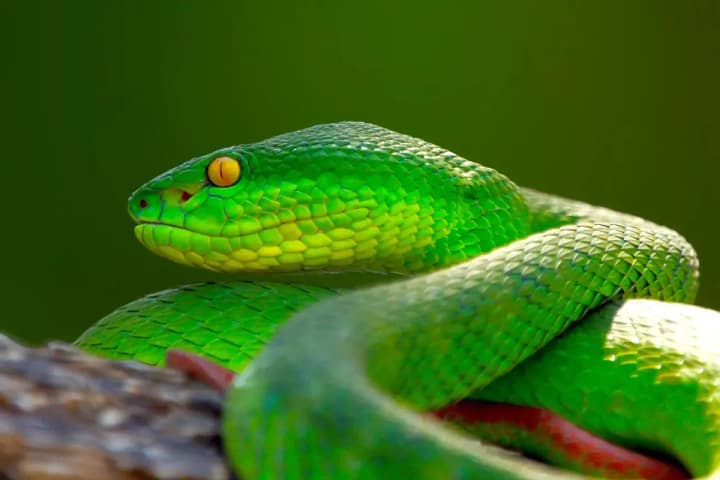 Рік Змії 2025: символіка, вплив і прогнози