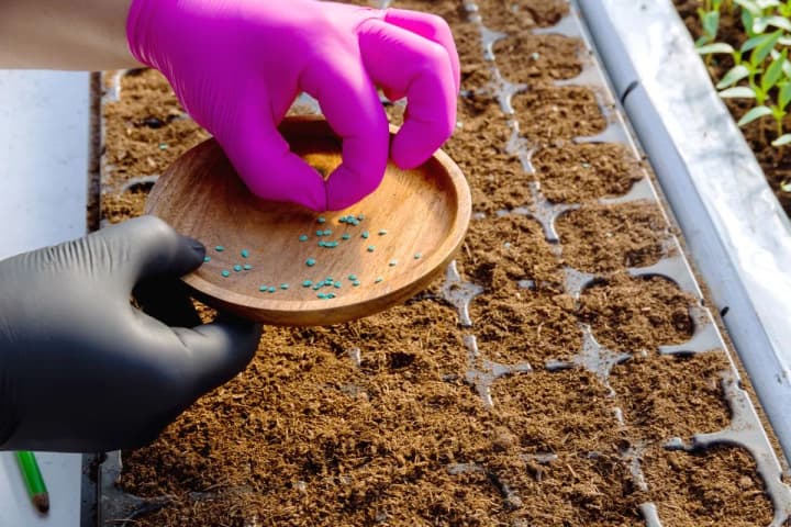 Посевной календарь на февраль 2025: когда сажать, а когда лучше подождать