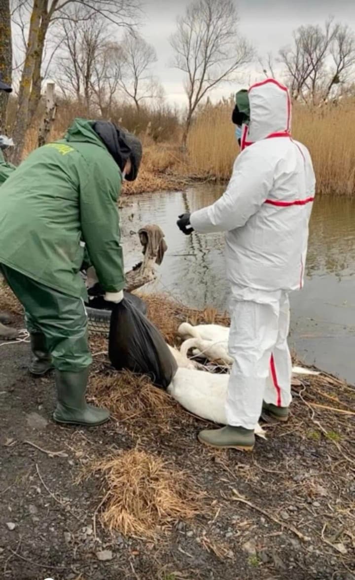 На Львівщині у заплавах річки виявлено 38 мертвих лебедів