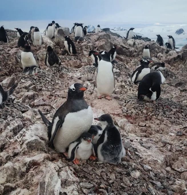Unique penguin family: three rare chicks are growing up near Vernadsky