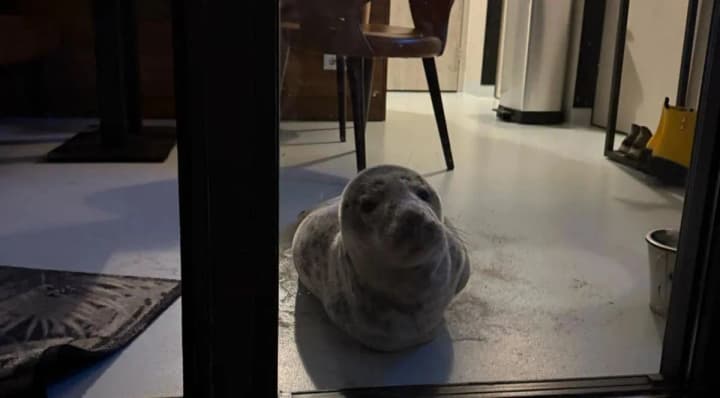 In the Netherlands, hotel guests found a sleeping seal in their room