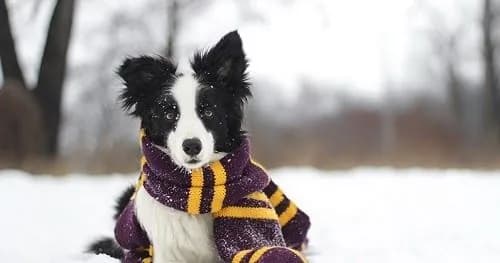 Frost will be in almost all of Ukraine: weather forecast for today