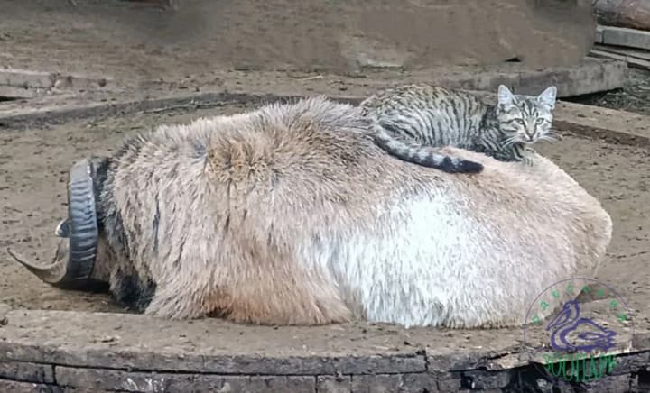 A lamb and a cat became the most unusual couple of the year in Odesa Zoo