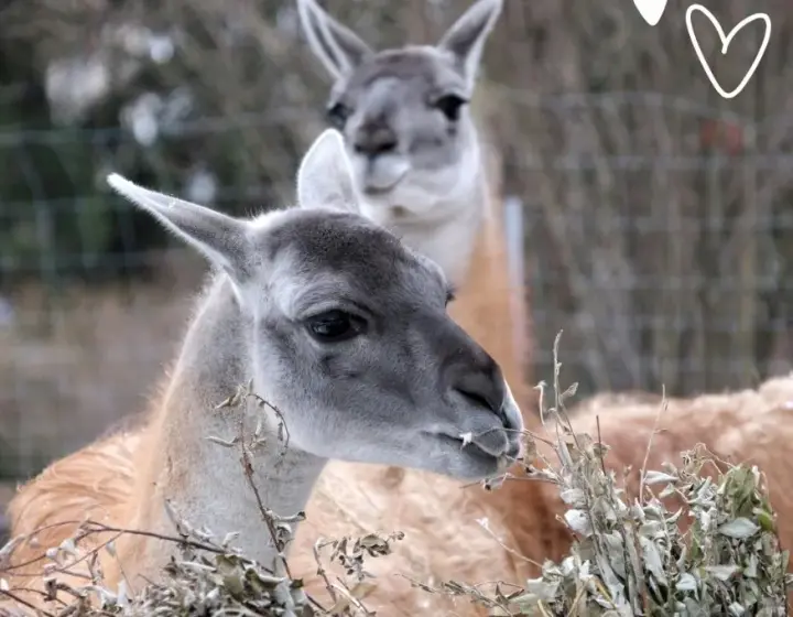 A couple of guanacos in love gave birth to a fluffy baby in the Kyiv Zoo