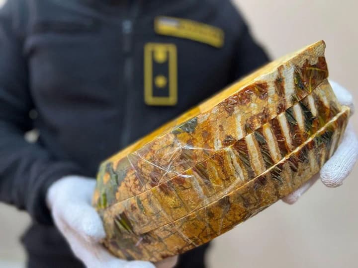 Customs officers stop smuggling of mammoth teeth over 305 thousand years old