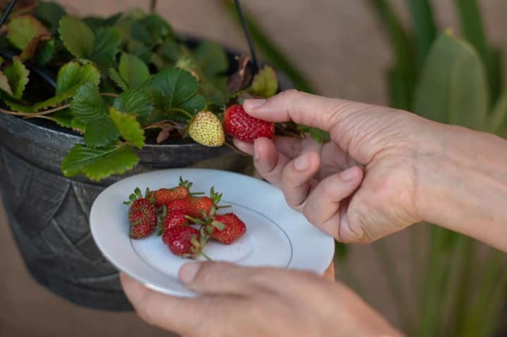How to grow strawberries at home and enjoy fresh berries all year round
