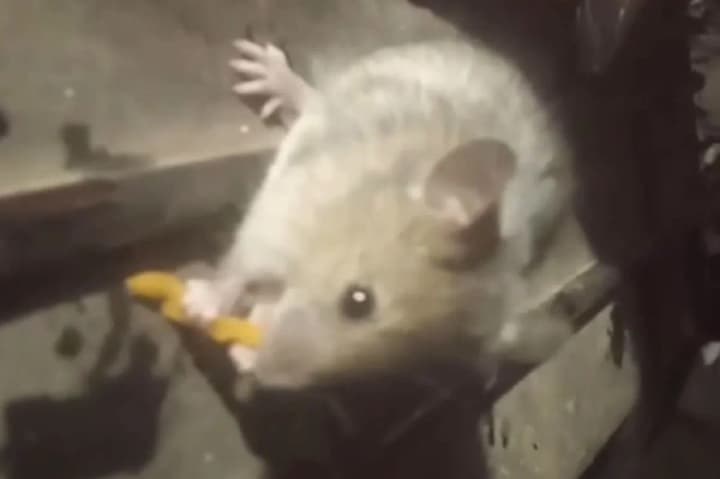 "Кусь-кусь, привіт": українські прикордонники "завербували" незвичайного помічника