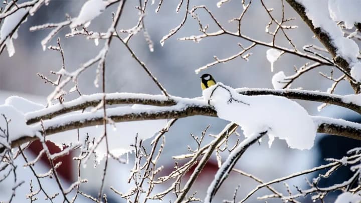 Погода в Украине 25 февраля: от +8°C на западе до -8°C на востоке