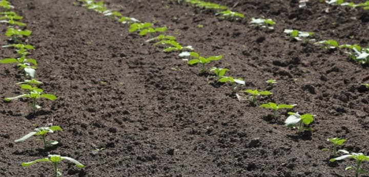 Чи продовжили термін бронювання працівників аграріїв: міністр пояснив