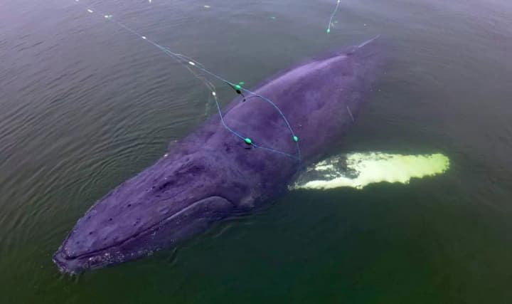 У Балтійському морі з рибальської сітки врятували рідкісного горбатого кита