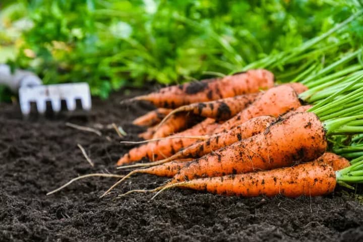 Місячний посівний календар на березень 2025: коли садити овочі та фрукти