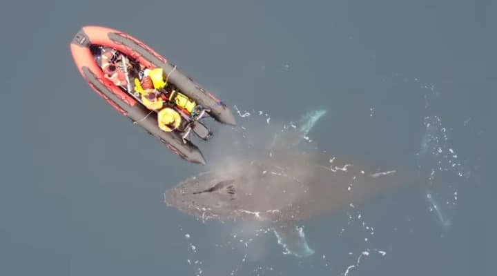 Ukrainian polar researchers have shown a unique way of measuring whales from a drone