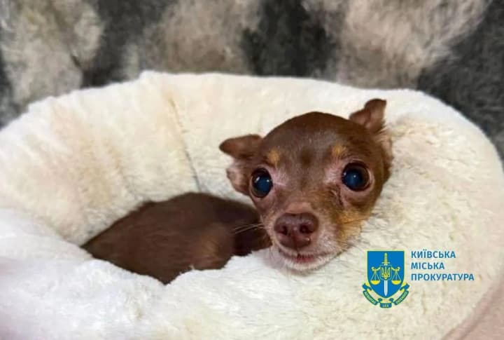 A man who tortured a dog in front of a child will be tried in Kyiv