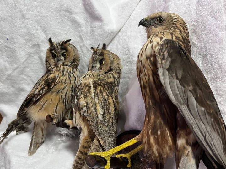 A resident of Chernihiv region attempted to illegally export stuffed rare birds abroad.