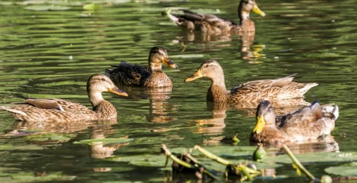 В Украине станет теплее: ближе к выходным - почти 20 градусов