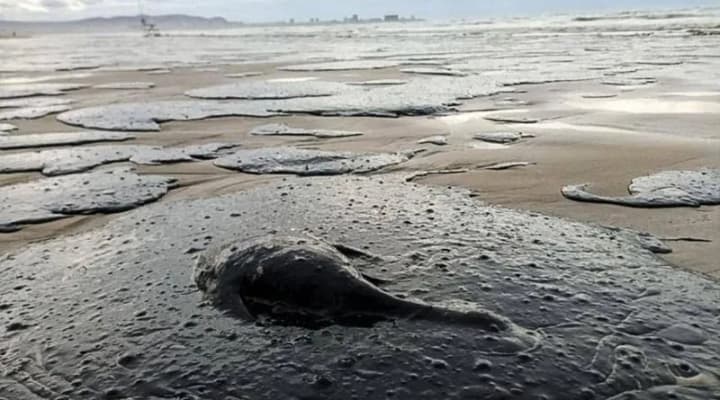 Последствия аварии в Керчи: побережье Азовского моря до сих пор в мазуте - ЦНС