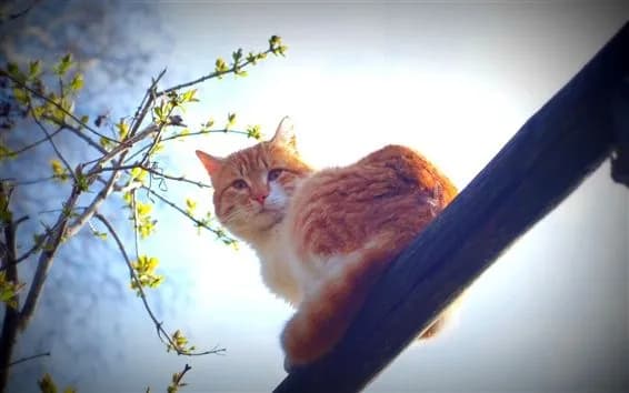 Украину ждут три теплых дня: воздух прогреется до +18°