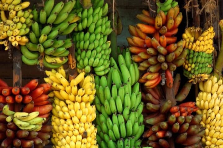 Bananas at risk: by 2080, growing the crop in Latin America will become economically unviable