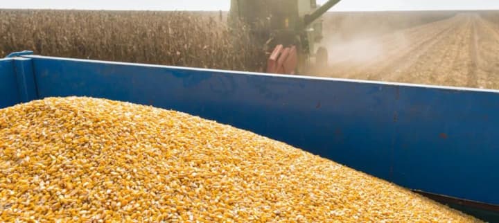 China plans to reduce dependence on legume imports: Chinese scientists develop high-protein corn