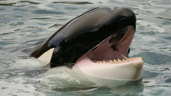 Ukrainian polar explorers recorded unique sounds of killer whales in Antarctica