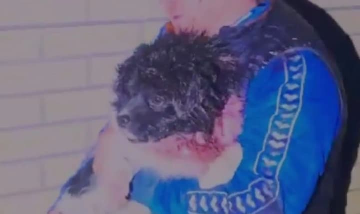 Every life matters: rescuers in Zaporizhzhia rescued a dog from under the rubble after the shelling