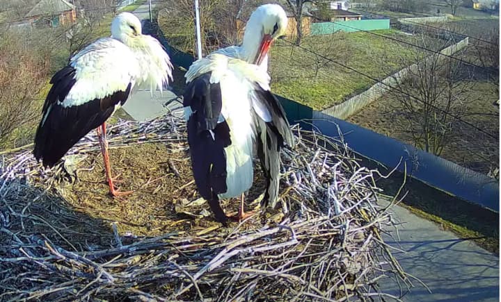 The most famous stork couple is no longer together: scientists are not losing hope for Hrytsko's return

