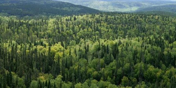 В Украине стартует "сезон тишины" в лесах: что под запретом