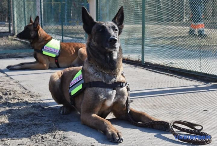 Врятували не один десяток людей: у ДСНС розповіли про будні собак-рятувальників під час війни