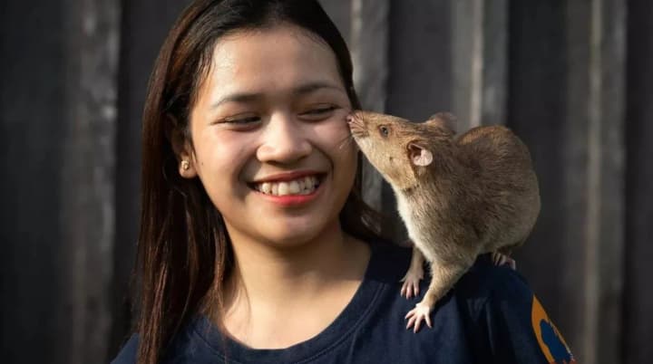 Рекордне досягнення: щур виявив більше ніж 100 мін у Камбоджі