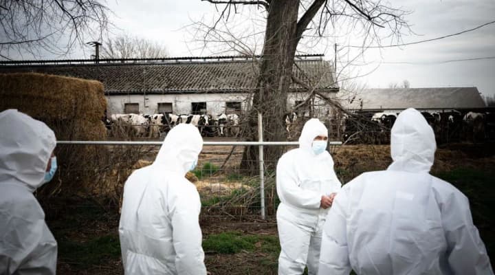 Вспышка ящура в Венгрии: ветслужба начала расследование