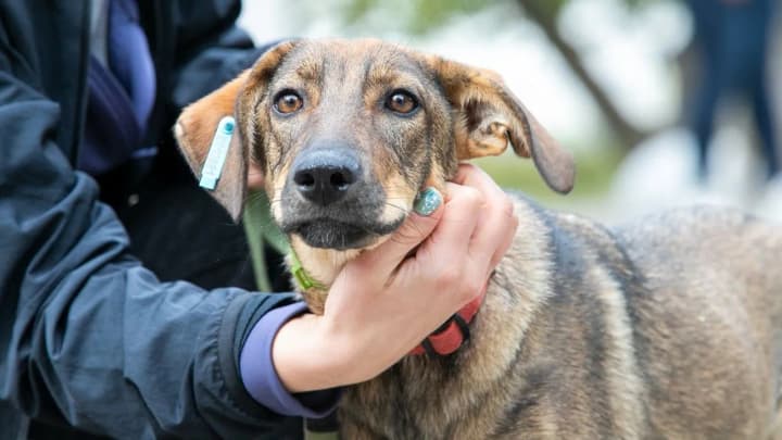 "Kyiv Digital" has a service to find homes for homeless animals