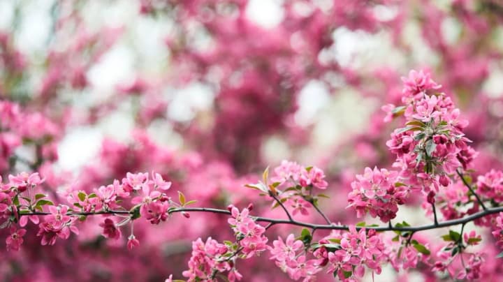 Ukrainians are expected to have a spring week: Easter will be warm