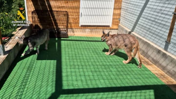 В Іспанії викрили мережу торгівлі екзотичними тваринами: серед вилучених - звірі з України, білорусі, рф