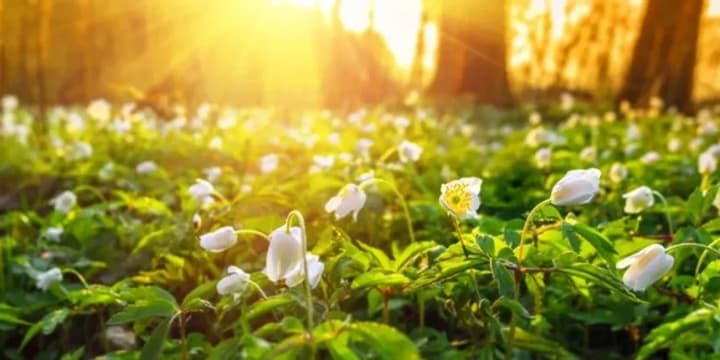 Погода в Україні на 15 квітня: очікуються весняне тепло та перемінна хмарність