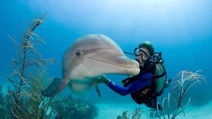 Google навчає ШІ розмовляти мовою дельфінів