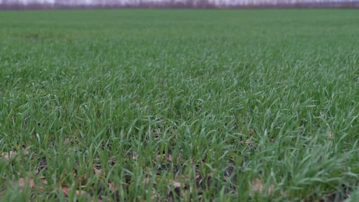 Аграрная наука под угрозой: почему изъятие земель у НААН – стратегическая ошибка на уровне государства