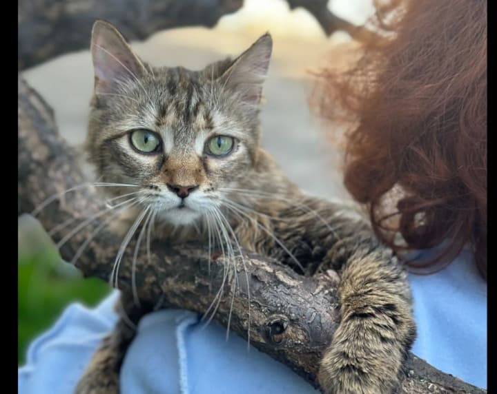 First tails are already at home: in Kyiv, "cats have found owners" through the electronic application "Animal Adoption"