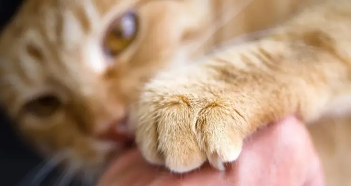 На Львівщині двоє хлопчиків осліпли після подряпин від котів: лікарі попереджають про небезпечну інфекцію