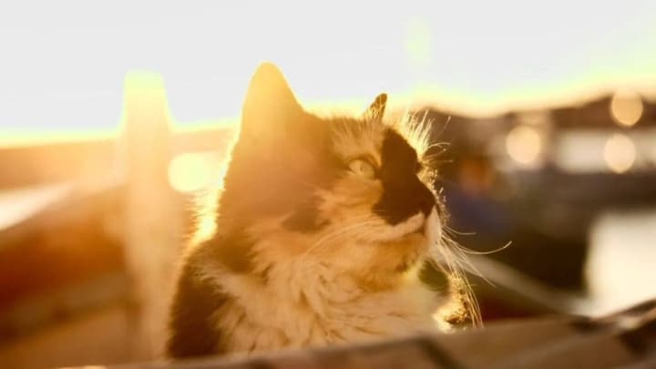 Up to +24 degrees and thunderstorms in the West: weather forecast for today