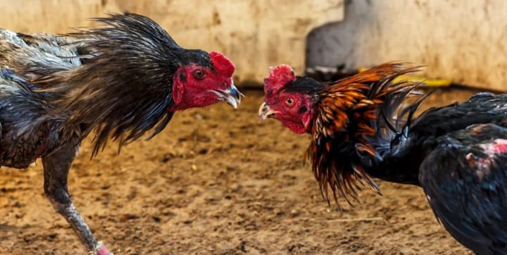 В Эквадоре вооруженные люди застрелили 12 человек на петушиных боях 