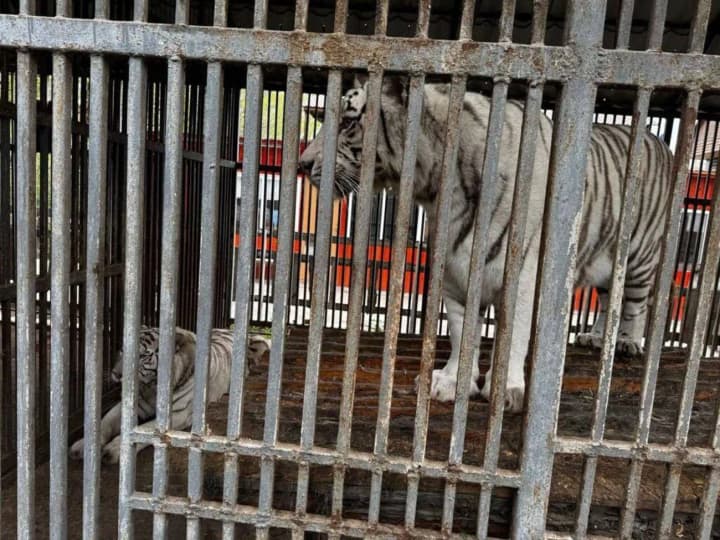 В окупованому Маріуполі тигриця загризла працівника зоопарку