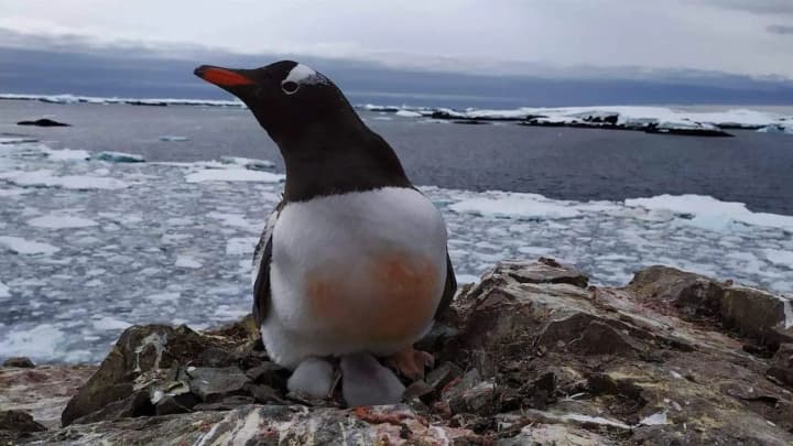 На станції "Вернадський" знову зафіксували "крадіжку" серед пінгвінів: пернатий поцупив камінці для гнізда
