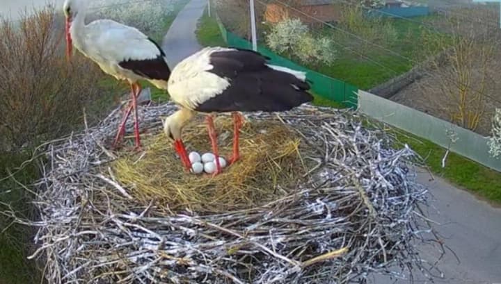 Storks Odarka and Hrytsyk are incubating five eggs, periodically moving them - researchers explained why